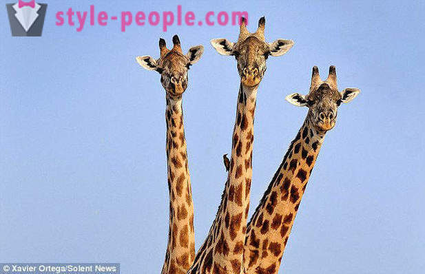 Sa Zambia, ang Three-buhok giraffe matumbok ang shot