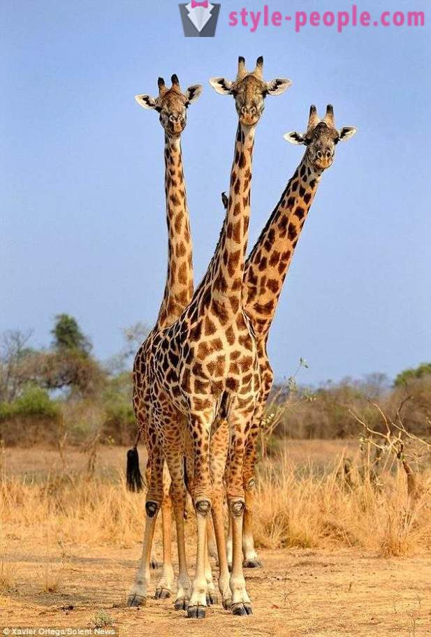 Sa Zambia, ang Three-buhok giraffe matumbok ang shot