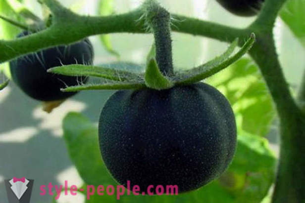 Di-pangkaraniwang grade black Tomatoes