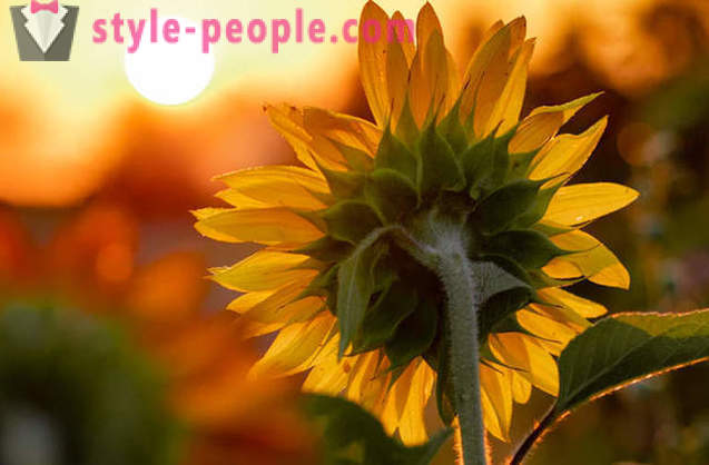 Bakit sunflower nagiging patungo sa sun