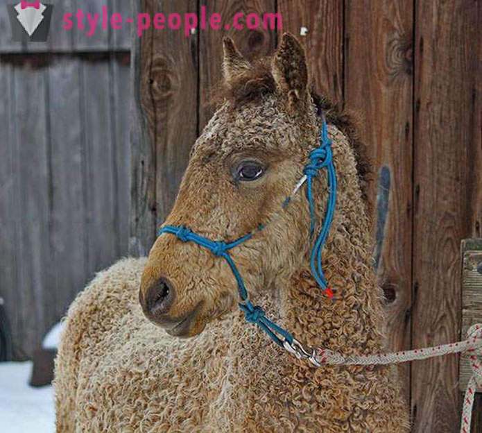 Curly Horse - isang tunay na himala ng kalikasan