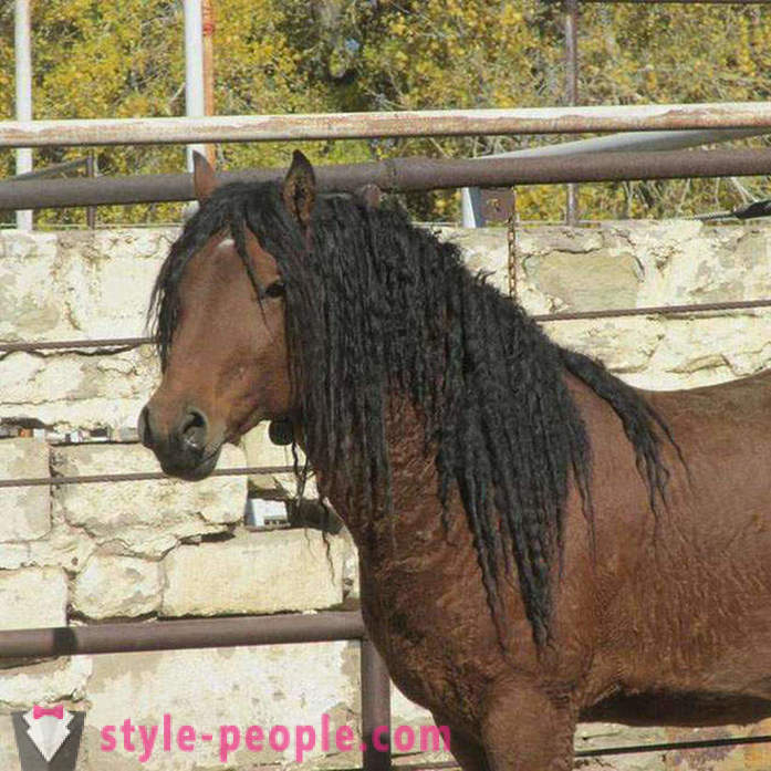Curly Horse - isang tunay na himala ng kalikasan