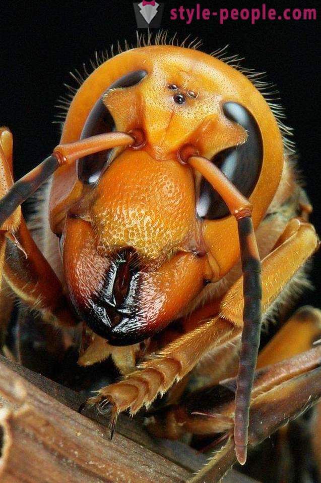 Ang pinaka-mapanganib na mga insekto sa planeta