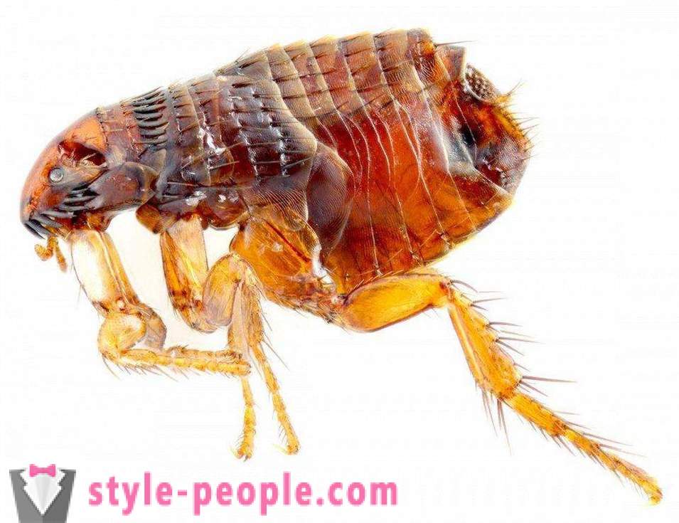 Ang pinaka-mapanganib na mga insekto sa planeta