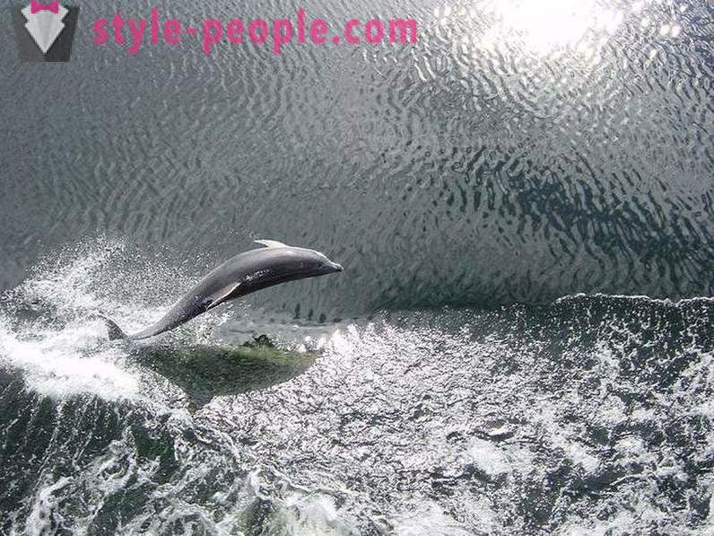 Kamangha-manghang tungkol sa mga dolphin