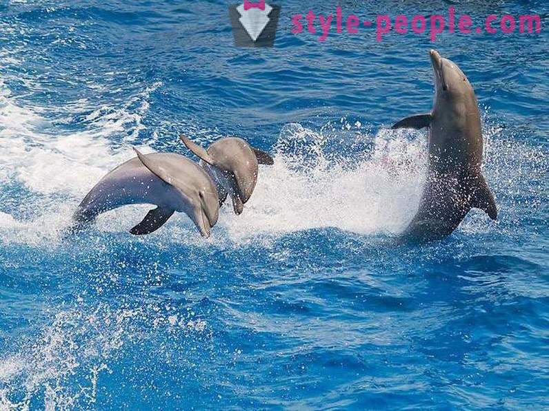 Kamangha-manghang tungkol sa mga dolphin
