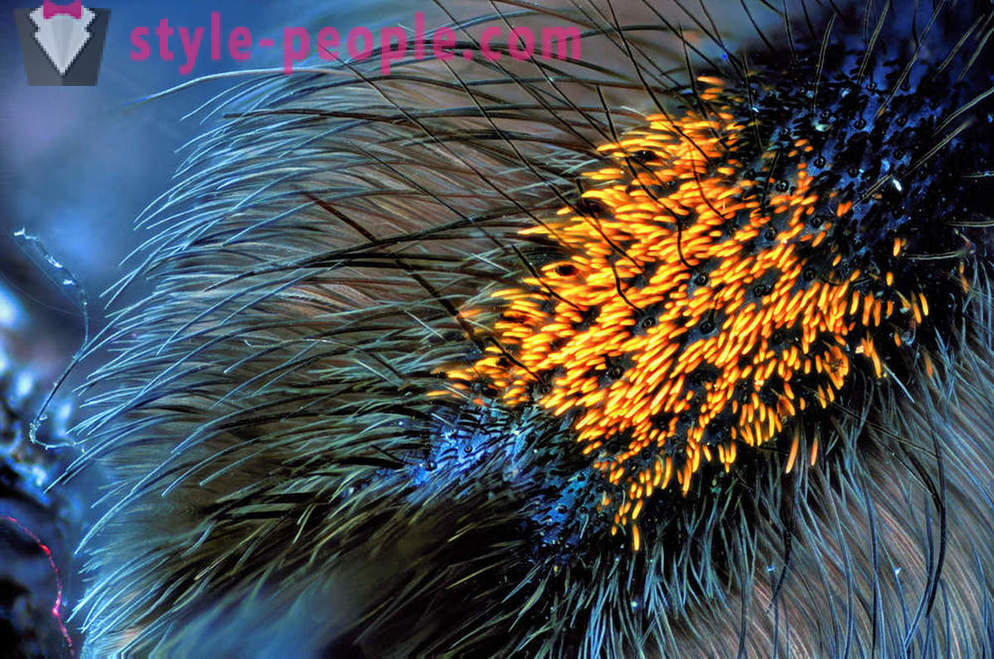 Closeup ng mga spider binti