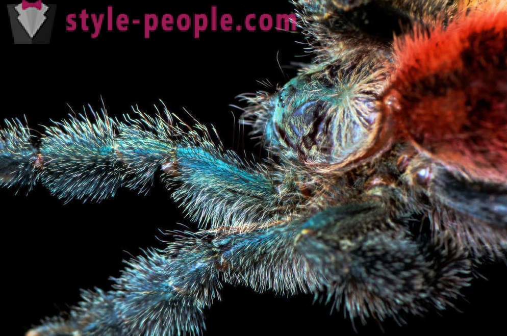Closeup ng mga spider binti