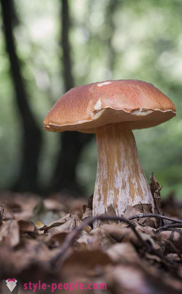 Mushrooms - hari ng kagubatan