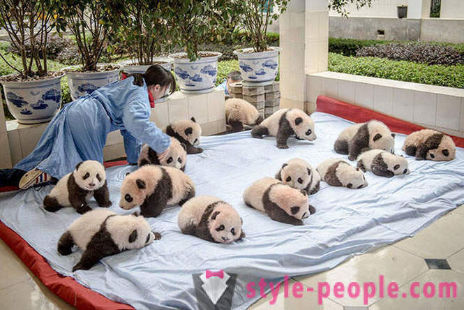 Paano upang mapalago ang giant pandas sa Sichuan