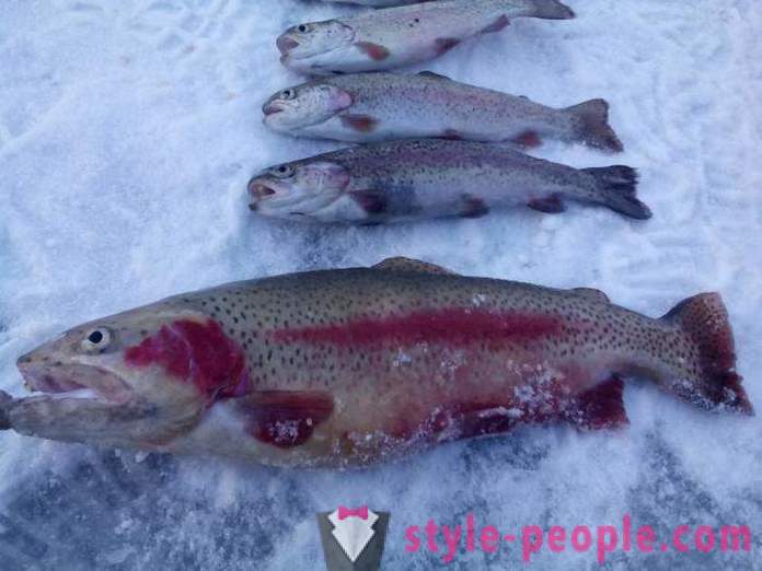 Fishers Tandaan: trout fishing sa taglamig