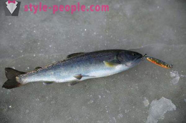 Fishers Tandaan: trout fishing sa taglamig