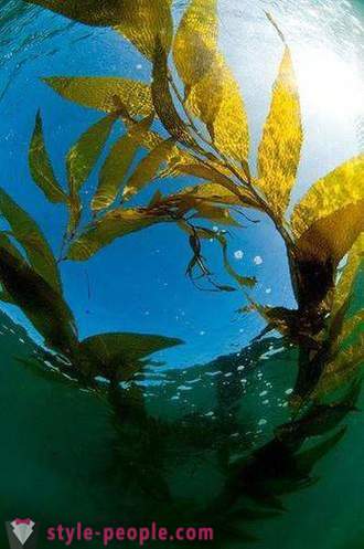 Kelp pagbaba ng timbang. Laminaria (kelp) para sa pagbaba ng timbang at body cleansing