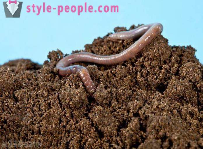 Paano upang manganak worm para sa pangingisda bahay